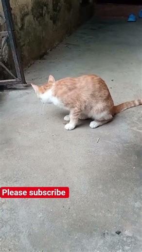 Luna turned into a tiny hunter… and she’s not backing down 😳🐾