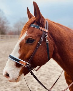 Beta® Biothane® Side Pull Bitless Bridle - Option 1: Customise Your Own Design - Etsy