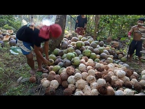 Coconut COPRA Process