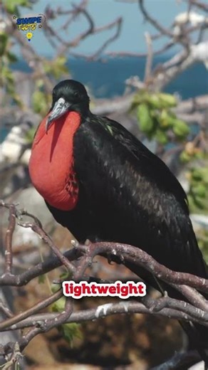 🐦 MAGNIFICENT FRIGATEBIRD – Pirate of the Sky