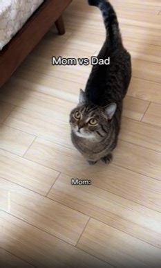 Mom vs Dad – Cat Edition