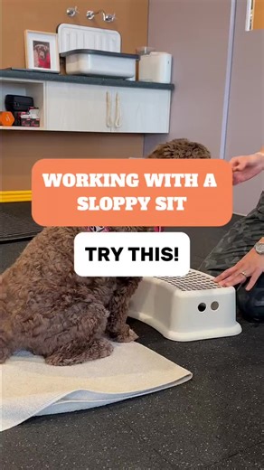 Improving Your Dog's Sloppy Sit Technique