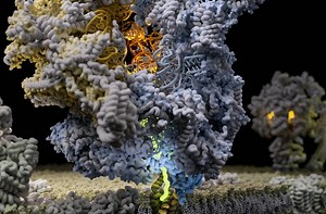 How an Organelle Makes Its Own Proteins | Cell And Molecular Biology