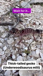 3.1K views · 360 reactions | A common thick-tailed gecko...