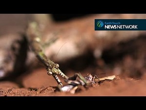 Bark mantis attacks prey in slow motion