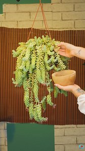 26K views · 105 reactions | Essential potting hacks for vibrant gardens! | 5-Year Crafts | Facebook