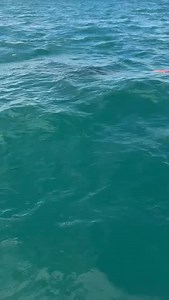 FORMIDABLE PREDATORY SURFACE BREACH 🦈📸 Here’s the raw infield footage that millions around the world flock to see on the Shark Watch socials! Thomas Cook was stunned by the behaviour of this very bold Great White Shark while fishing 3km off Pinks Beach, Kingston on Monday afternoon on the rugged Limestone Coast. This typical predatory behaviour shows the awesome powerful capabilities of the most dangerous shark in the world. • • • #jaws #greatwhiteshark #whiteshark #whitepointer #greatwhite #f
