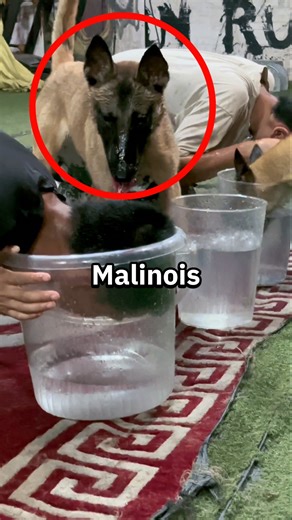 Dog Exposes Him Instantly 😱