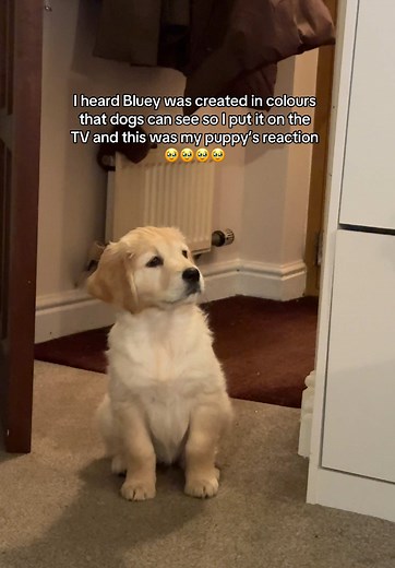 Willow's Reaction to Bluey on TV 🐶