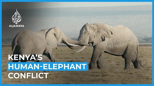 “We have human and wildlife competing for the same space.” What’s behind Kenya’s deadly human-elephant conflict? | Al Jazeera English