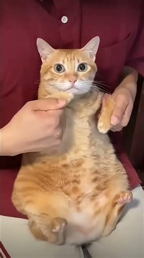 El gato baila mejor que yo jajajaj☺️