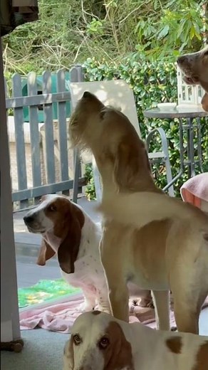 LOUD Dog Barking Sound for Pet Reaction | Non-Stop Barking | Hilarious Dogs Barking