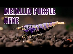 SHRIMP GENETICS - selective breeding caridina shrimps