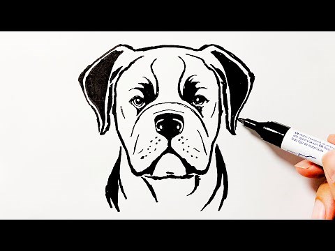 How to Draw a Cane Corso Dog