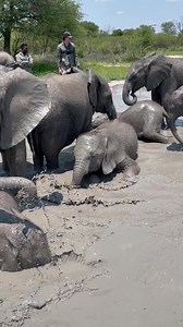 3.8K views · 268 reactions | Why do our baby elephants love the mud SO much!? Elephants gather sand and mud with their trunks and throw it onto their bodies to provide sun protection and repel bugs. Sand helps dry and warm their skin in the cooler months, while mud helps to keep them cool in the hotter months. All of our orphaned elephants visit one of our mud holes at least once per day to get protected and they LOVE it! | Elephant Havens Wildlife Foundation | Facebook