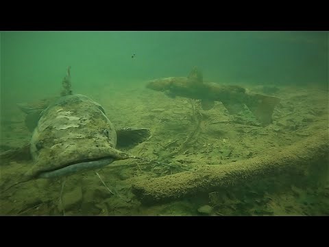 Scuba Diving, Recovering Anchors and seeing A LOT of fish in clear water: Beaver Lake, Arkansas