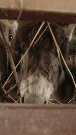 Donkey cheese is the most expensive cheese in the world. #cheese #donkeycheese #Serbia