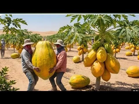 Gaint Papaya Farming in Desert by Using Modern Technology.