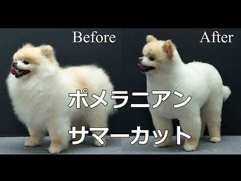 Pomeranian Grooming ポメラニアンの豆柴風サマーカット