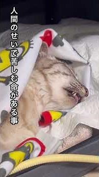 人間に4回捨てられた猫〜ここちゃんの物語〜完 #ほごねこ #ねこ動画 #かわいい動物 #かわいい猫 #cat #ねこ #ねこのいる生活 #かわいい