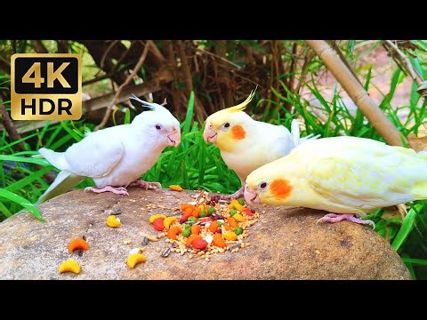 ​1 HOUR of Cute Cockatiels Eating Sounds – Bird ASMR & Nature Ambience