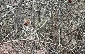 It's rare when we catch a flushing grouse on camera! RuCh Sammy The Rockstar pins this bird and our hunter gets off 2 shots at the speedy bird #englishsetter #proplansportingdogs #ruffedgrouse #ruffedgrousesociety #grousehunting #ruffedgrousehunting | Midnight Kennel