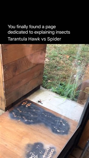 Explaining Insects 🦋 on Instagram: "The Tarantula hawk is a large, visually striking wasp best known for its metallic blue-black body and bright orange or reddish wings. It inhabits warm regions such as deserts, grasslands, and tropical or subtropical areas, where it spends much of its time flying low over the ground in search of food or suitable nesting sites. As an adult, the tarantula hawk feeds mainly on nectar and plays a minor role as a pollinator. It is generally calm and solitary, avoid