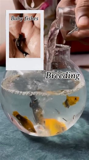 Vasundara kamalla on Instagram: "Breeding pregnant fishes at home to add to water plants pot . . . . . . . . . . #fishbreeding #fishbreeder #breedingfish #livebearer #fishkeeping #fishtank #aquariumhobby #tropicalfishbreeding #fishbabies #babyfish #guppybreeder #breedingtank #fishfry #freshwateraquarium #aquariumlife #cichlidbreeding #breedingpair #fishkeeper #aquariumfish #fishlover #fisheditorials #pregnantfish #motherfish #fishmaternity #frycare #homebreedingfish #aquariumbreeding #fishfamily