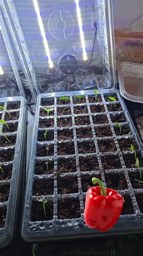 Transform Your Seed Starting with Innovative Grow Light Cells