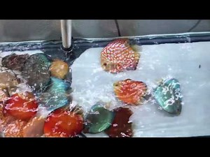 Water change on discus tank