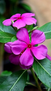 89K views · 10K reactions | Periwinkle flowers | My Beautiful Garden | Facebook