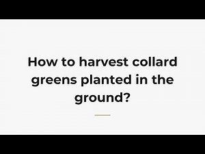 How to harvest collard greens planted in the ground?