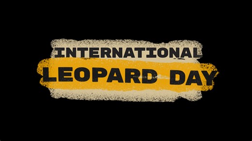 Happy International Leopard Day! Today, we celebrate Africa's most elusive big cats in all their glory 🐾 Stick around to learn some fascinating leopard facts and watch some of Africam's best leopard sightings! 🐆 #Africam #Africanwildlife #Wildlife #Leopard #InternationalLeopardDay | Africam