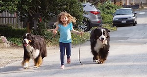 Giant dogs love looking after their little sister