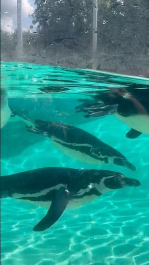 Old MacDonald had a Zoo 🐧#nurseryrhymes #kidssongs #kidsvideo #singalong #children #kids #toddlers