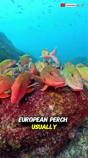 European Perch | Austria’s Most Colorful Freshwater Fish | 4K Documentary