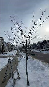 Training Pruning Clinic-Honey Locust with dead central lead.