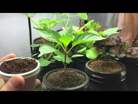 How To Grow Paprika Pepper Indoors - Feher Ozon Sweet Paprika Pepper - Part 2