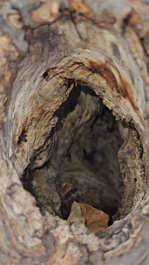 What did I find living in this tree?