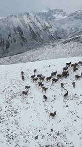 #DiscoveringDawu མཛེས་སྡུག་ལྡན་པའི་རྟའུ་རུ་ཕེབས་པར་དགའ་བསུ་ཞུ། The Blue Sheep of Qimei Township, #Dawu County in #Sichuan‘s #Garze #Tibetan autonomous prefecture, were strolling through the #snow. #tibetanplateau #wildanimals #wildlife #nature #reels | Kangba TV