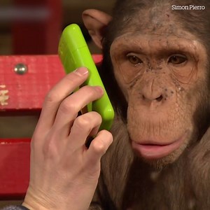 Chimpanzees give brilliant reactions iPad magic 😍😅🐒 Credit: Simon Pierro | VT