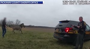 Zebra Bites Arm Off Ohio Man Before Getting Euthanized