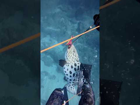 Tax man comes to take my fish