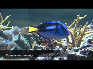 Poissons tropicaux (1)