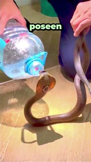🐍 El rescate de una Cobra con una botella de plástico
