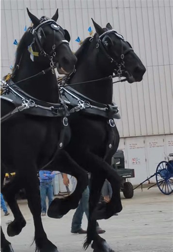 Percheron Horses Preparing for 2026 Competitions