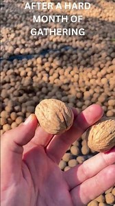 Unlock the Secrets of Our Chandler Walnut Tree Farm! 🌳