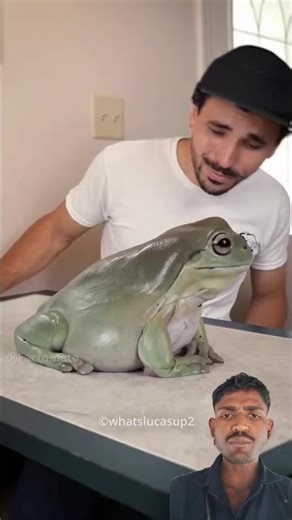 this frog is a celebrity 🐸🐸 #facts #reaction #trending #green #screen