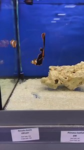 Beautiful angelfish #brianaquatic #aquascaping #aquascape #plantedtank #plantedaquarium #aquaticplants #aquariumplants #guppyfish #aquariumsdaily #aquariumphotograhy #aquariumhobby #natureaquarium #freshwateraquarium #aquariumfish #aquascapepemulaindonesia #indonesiascaper #reelsfb #reelsviral #fypシ゚viralシ #support #everyone #starseverywhere #followers #highlightseveryone | Brian Aquatic