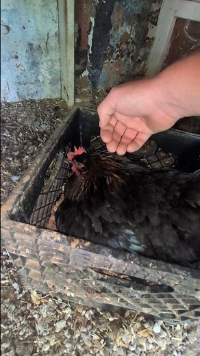 Will All Of The Eggs Be Developed?